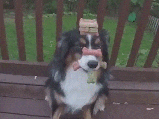 好好|「搞笑GIF」还能不能好好一起玩耍了