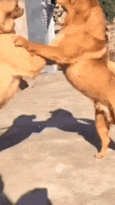 握手言和|搞笑gif: 哥们咱不打了,握手言和!