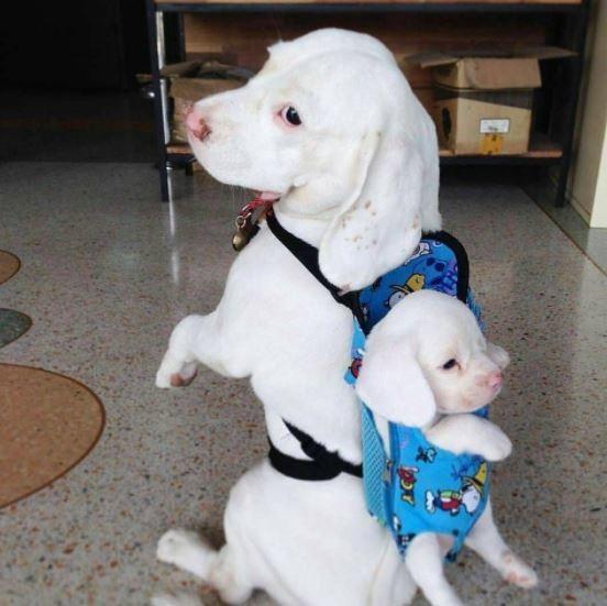 可爱|搞笑:原来青蛙也会沉思，这只蜥蜴正在休息，那是我的猫食吗？