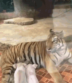 变性|每日一笑：男生用 AI 变性换脸之后…