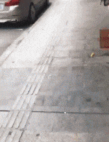 尾巴|爆笑gif:猪尾巴是卷的不是直的