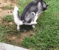 老板|搞笑GIF趣图：?新来的妹子很勤快又能干，难怪老板提拔她当秘书