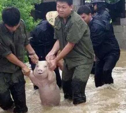 师兄|那只从台风中救出来的猪，被恶搞成表情包了