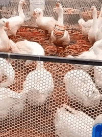 口红|搞笑GIF：只能这样喝了！口红要不然就掉了！这样方便！