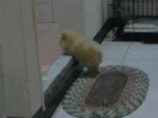 霸气|这出场,霸气啊