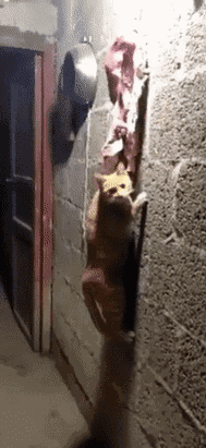 蜘蛛侠|搞笑GIF：人类进化成蜘蛛侠需要被蜘蛛咬一口，那么猫呢？