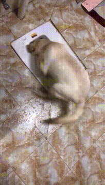 妹子|搞笑GIF：姑娘有什么事冲我来，这头猪真的受不了