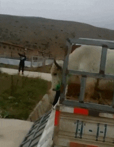 擦玻璃|搞笑GIF：别走啊，我在擦玻璃而已