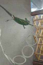 长命百岁|搞笑GIF：一只不知道怎么下来的变色龙