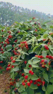 技巧|搞笑gif趣图:撩妹小技巧,拿走不谢