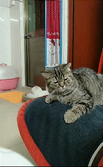 早上|「开心一刻」早上出门雾太大,路过学校没发现,走过了……