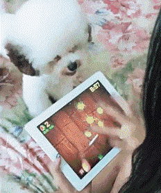 比赛|搞笑GIF动图：这场比赛厉害了，还没开始就已经结束了！