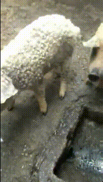 这是|搞笑gif段子:小伙子,一起来吧,你的球鞋已经出卖你了