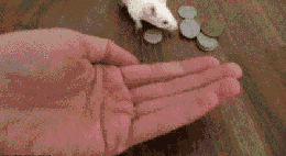 夏末|搞笑GIF:萤火虫只有20余天的寿命，夏末初秋以后，