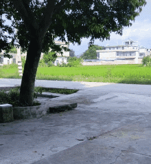 变性|每日一笑：男生用 AI 变性换脸之后…