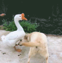 老妈|搞笑GIF动图:看到你拿刀来,是时候表演真正的技术了!