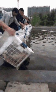 妹子|搞笑GIF：这样容易走光的妹子，喝多了就回家睡去