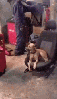 这辆|搞笑GIF：大哥，这么有情趣的裤子，和这辆车是配套的吗