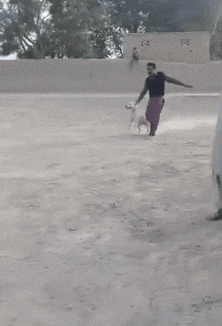 子真|搞笑GIF：这狗子真是勇啊