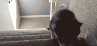 东西|GIF搞笑趣图：你这拿的东西太多了