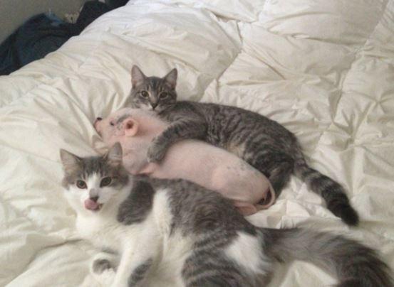 可爱|搞笑:原来青蛙也会沉思，这只蜥蜴正在休息，那是我的猫食吗？