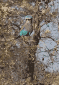 白特|搞笑GIF: 这点高度都跨不过去? ! 白特么养你了。