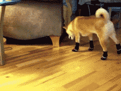 大叔|搞笑动态图GIF: 大叔我们是来给鱼放生的,不是让你下去游泳的。