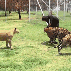 妹子|搞笑GIF：怎么样，你服不服我