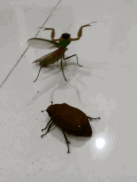 伴郎|大哥，咱不走了成不？我怕车受不了！