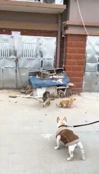 不堪设想|搞笑GIF：还好教练你把脚拿开，不然后果真是不堪设想