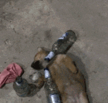 好吃|搞笑GIF 狗子：快扶我起来，我还能喝