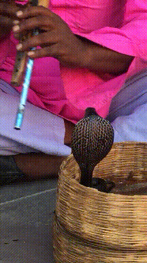 淑女|搞笑GIF:哎呀呀!瞬间变成淑女了