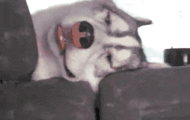 这是|搞笑GIF: 这饭做的大妈都看不下去了