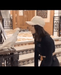 耗子|搞笑GIF：原来这耗子这么灵活吗？不管怎么大都打不死的样子！