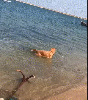 士奇|搞笑GIF趣图:哈士奇整天就知道玩,金毛已经开始干活了