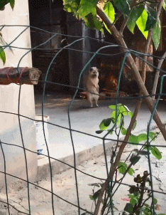 栗子|搞笑GIF趣图:姑娘,一桶水都拿不动了,看来你真是缺一个男朋友!