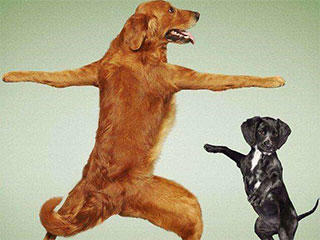 体操|搞笑gif: 这体操是练得相当的好啊