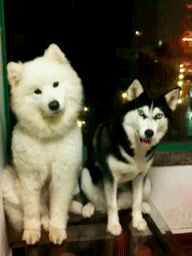 尼玛|搞笑GIF趣图:卖萌与卖蠢一眼就能看出来