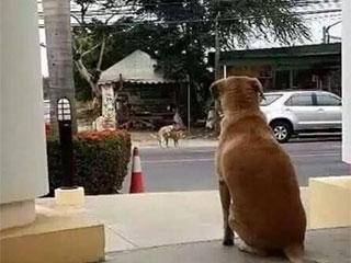 爆笑|爆笑GIF:有人这样向你走来就问你怕不怕!