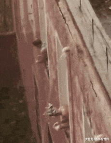 大哥|搞笑GIF趣图:瘦不一定是美的,微胖才是最美的