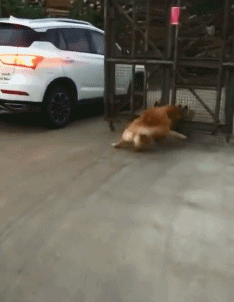 刘乡长|十则开心小笑话：笑口常开，好运来。