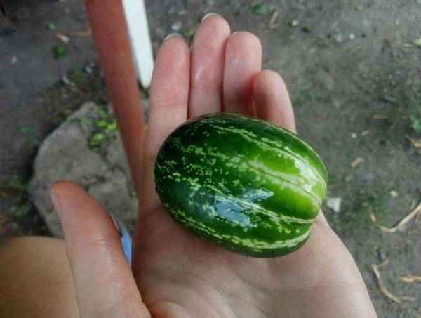 车轮子|弱弱地问一句，假如你遇到这些事，你会哭笑不得么？