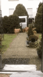 小伙|搞笑GIF：看你这样过马路，真的想过去给你一脚！