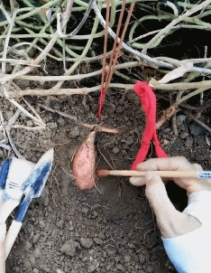 村长|搞笑gif趣图：这马学过凌波微步