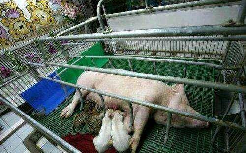 失去母亲老虎从小吃猪的奶长大后看到它的样子呆了