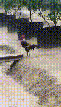 哪位|搞笑GIF图:这样的老婆,哪位大哥舍得留她一个人在家啊!