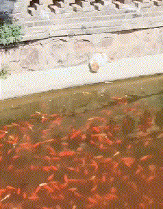 臭美|搞笑GIF：你怎么那么臭美啊！看我敷面膜，也要敷！