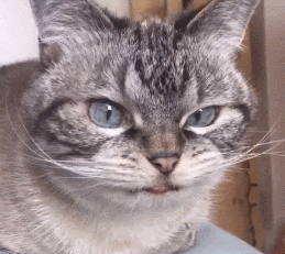 父亲|搞笑动图：狗咬鸡蛋，多管闲事