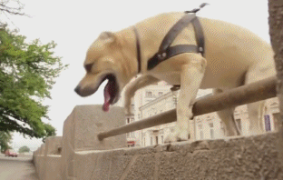 高空|爆笑GIF图:哥们是你自己要求高空跳伞的,别晕呀