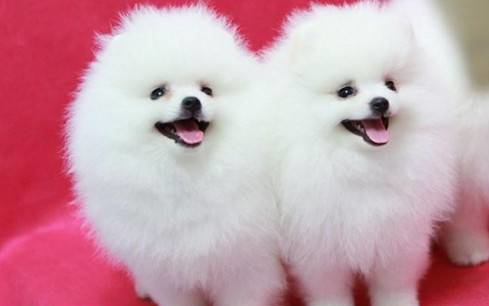 老婆|搞笑小段子:老公,你心里的那只小兔子呢?